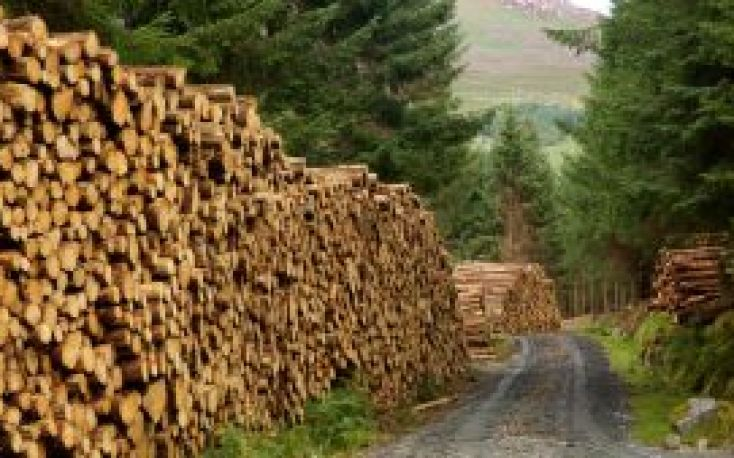 波兰木材价格飙升；现在可与德国和瑞典媲美缩略图