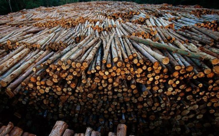 巴西:大量的桉树木材出口到中国缩略图