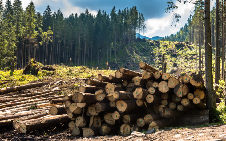 树皮甲虫侵袭破坏森林在欧洲中部缩略图