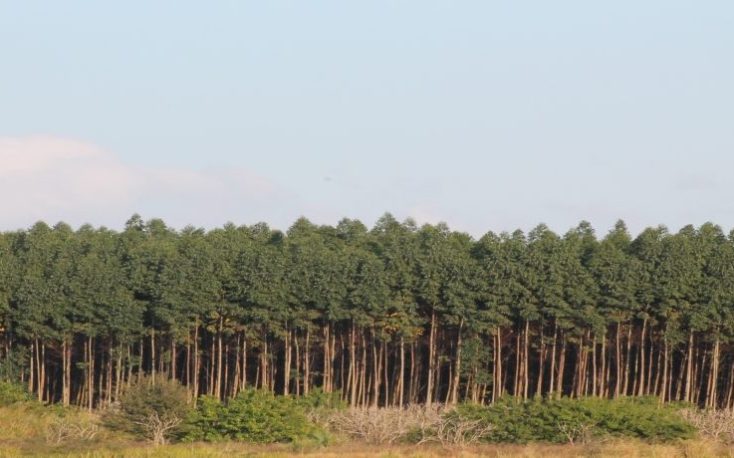 巴西种植园处理木材出口稳定增长缩略图