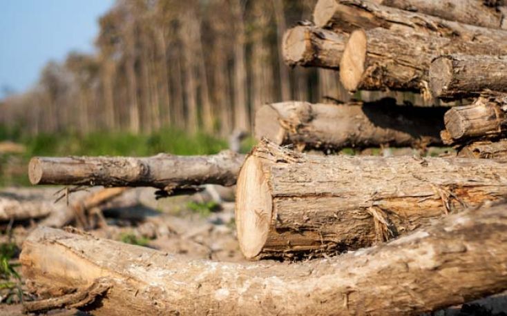 林业产品出口拉脱维亚在2018年飙升缩略图