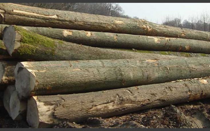罗马尼亚的木材加工行业受木材供应短缺和价格上涨的影响缩略图