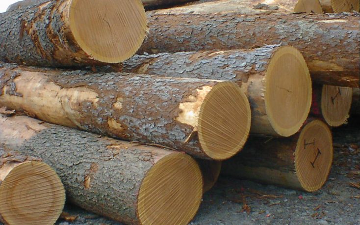 橡木木材限制在克罗地亚缩略图