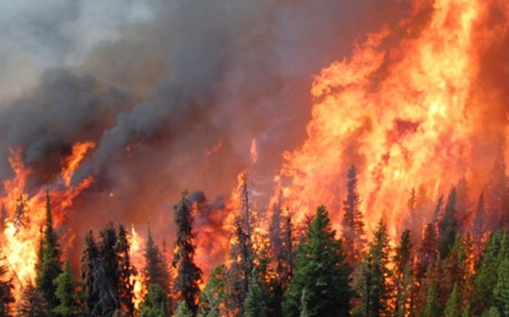 瑞典锯木厂岌岌可危由于日志供应紧张引起的森林火灾缩略图