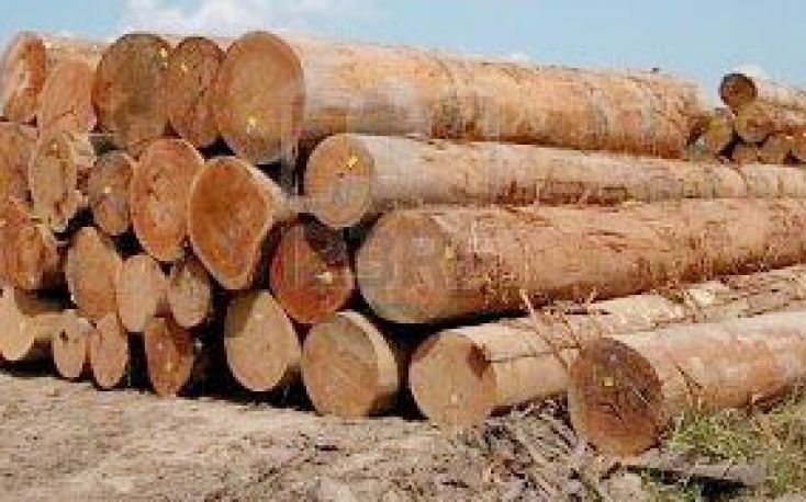 沙捞越政府停止木材许可缩略图