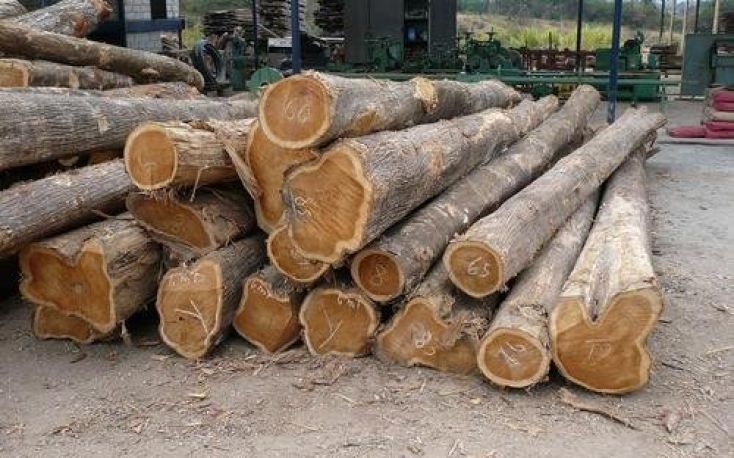 木材在非洲中部和西部的强劲需求将带来更好的日志和锯木的价格缩略图