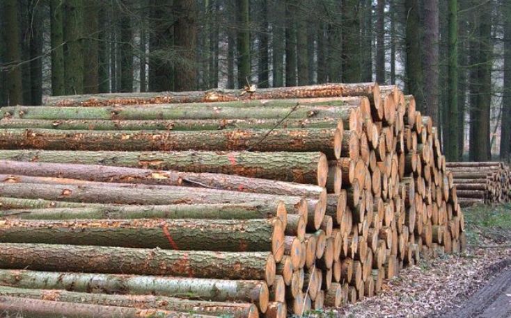 木材价格站在英国一年期间增长30%缩略图